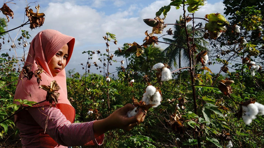 A cotton grower picking raw cotton from the plant